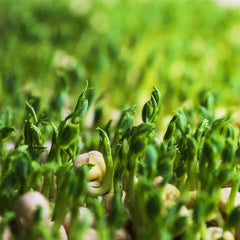 Pousses de pois