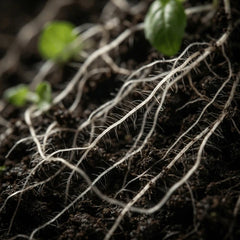 RootBioTec™