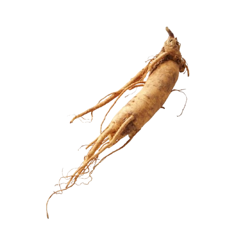 Ginseng