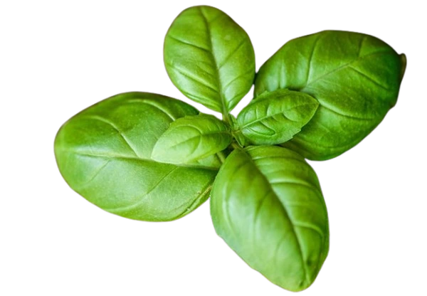 RootBioTec™