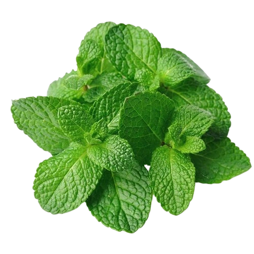 Menthe poivrée
